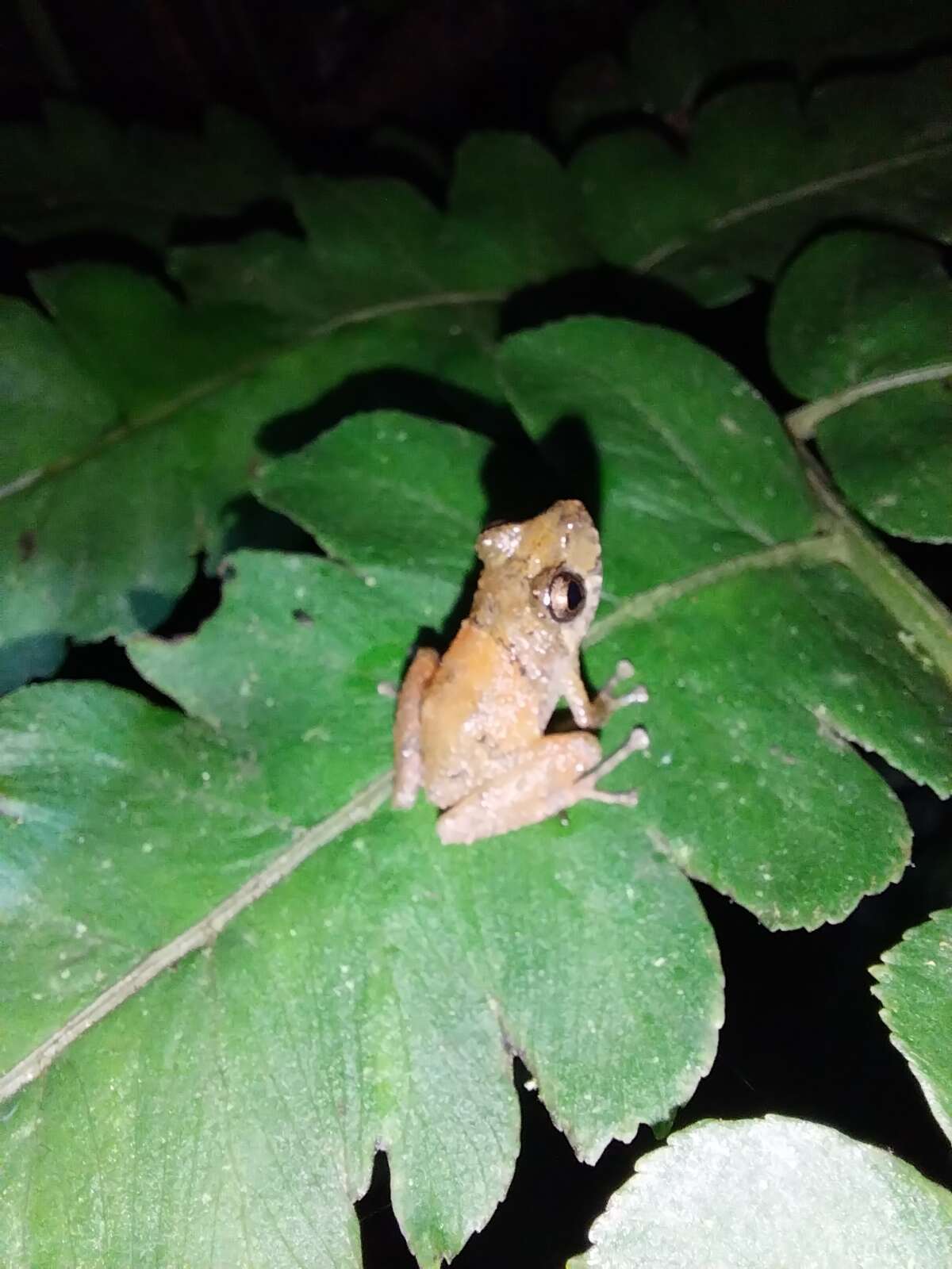 Image de Pristimantis parvillus (Lynch 1976)