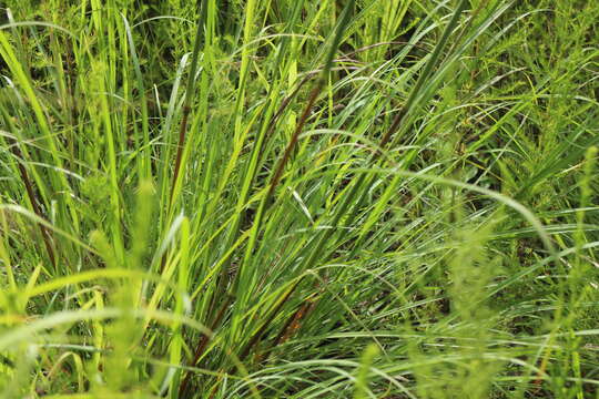 Image of Cymbopogon tortilis (J. Presl) A. Camus