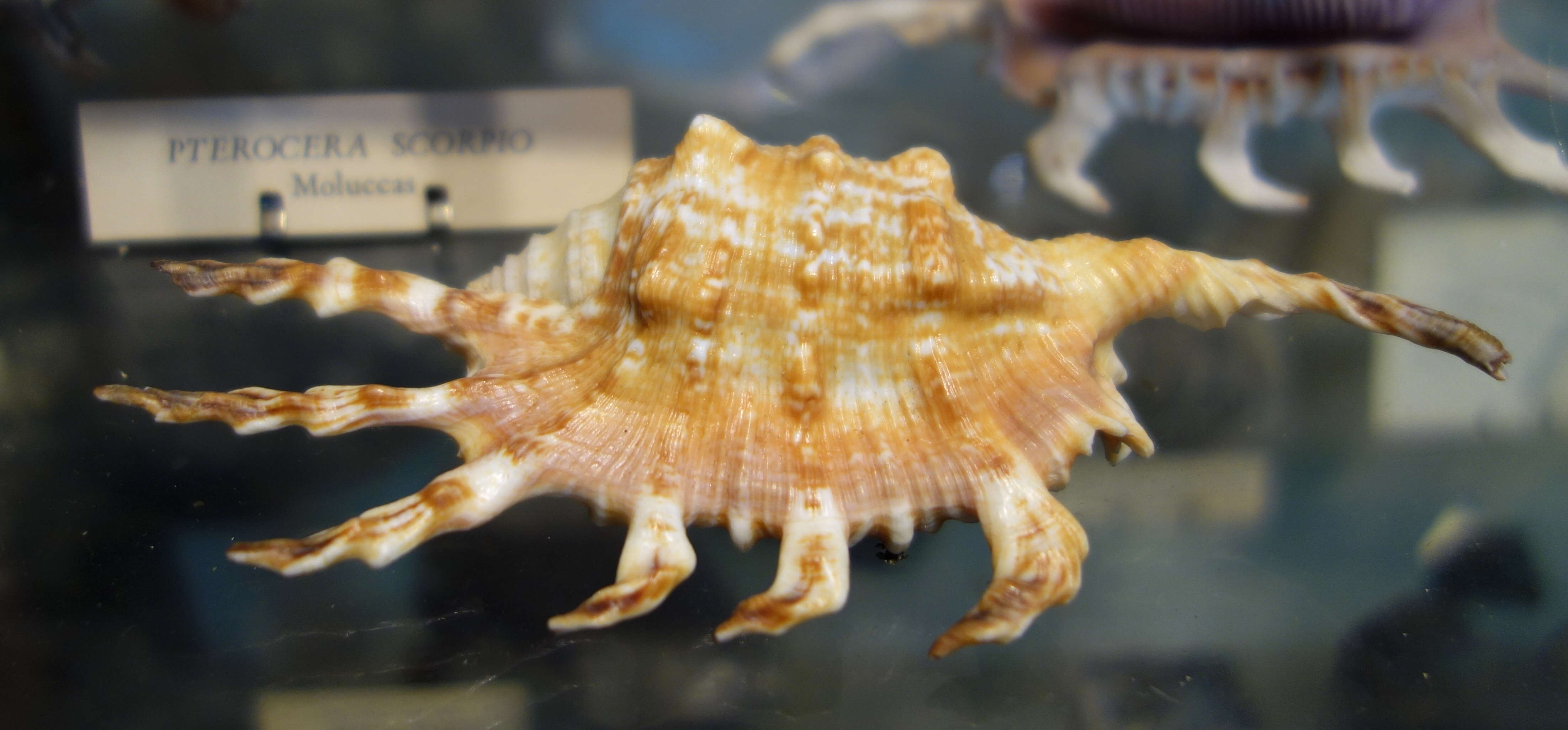 Image of Scorpion Spider Conch