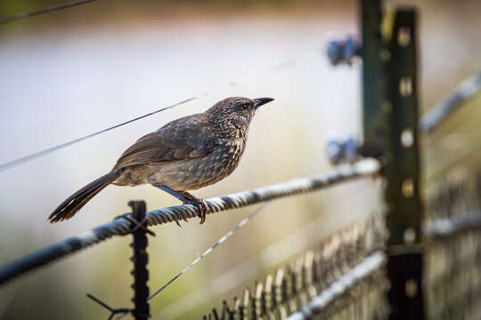 Image of Southern Arrow-marked babbler