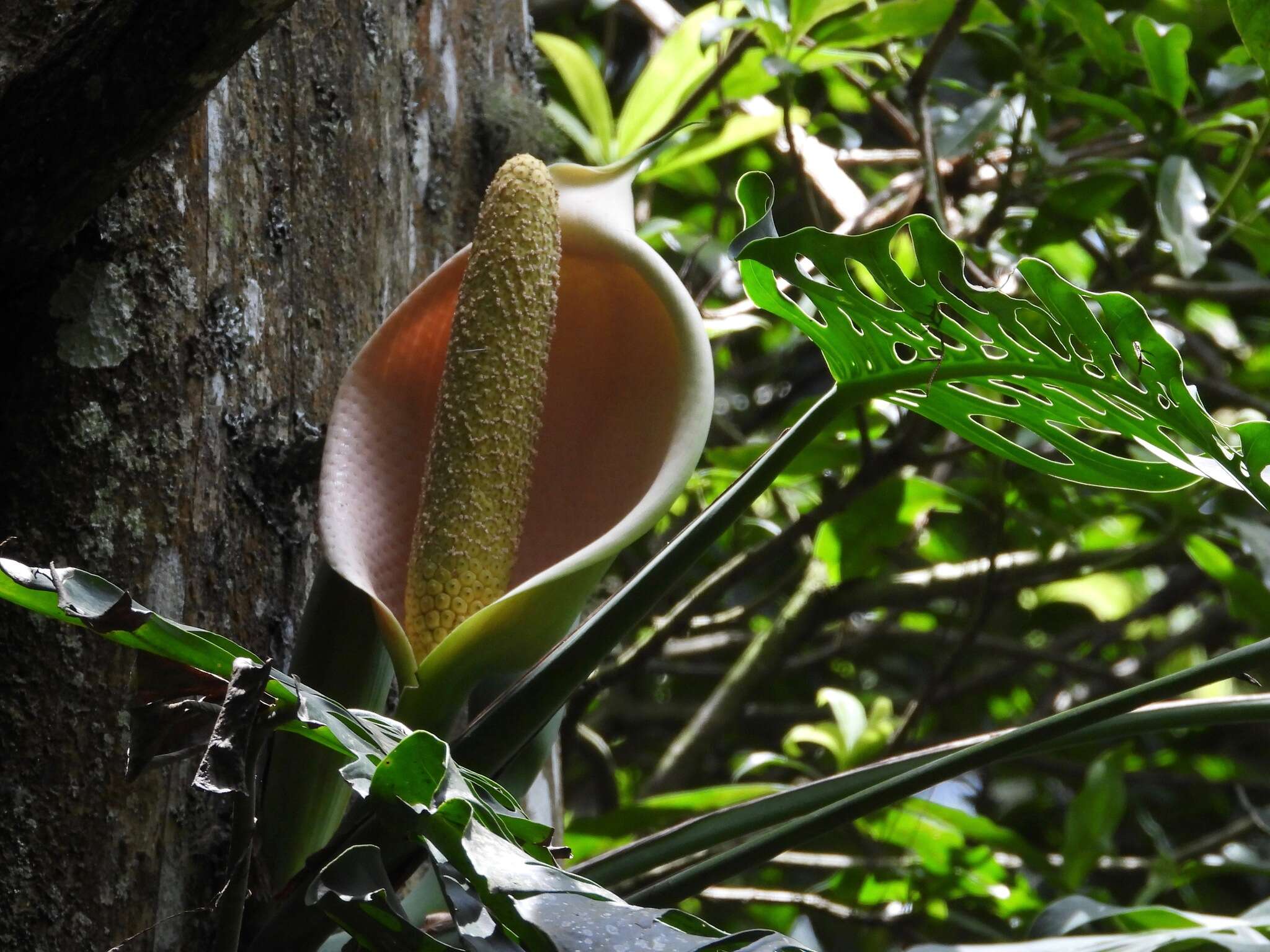 Image of Monstera siltepecana Matuda