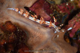 Image of Beautiful red-ring pastel slug