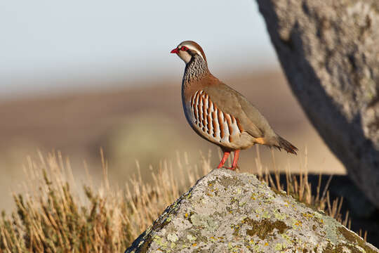 Image of Red-legged Partridge