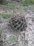 Image of <i>Hamatocactus setispinus</i>