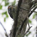 Image of Crimson-breasted Woodpecker