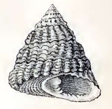 Image of Tectus tentorium (Gmelin 1791)