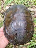 Image of Manning River snapping turtle