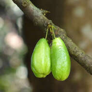 Image of bilimbi