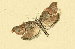 Image of Acleris effractana