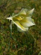 Imagem de Gladiolus tristis L.