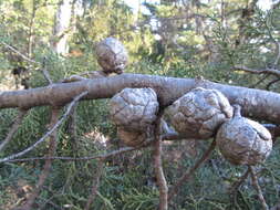 Image of Santa Cruz Cypress