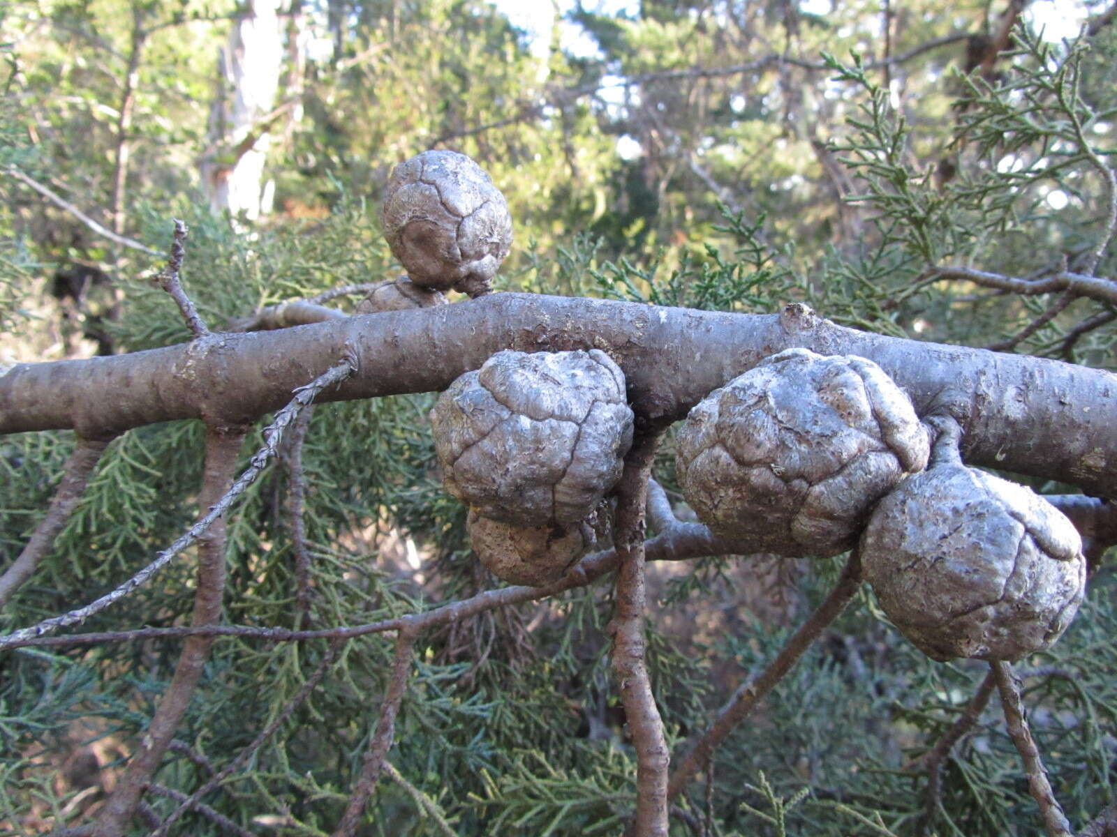 صورة Cupressus goveniana var. abramsiana (C. B. Wolf) Little