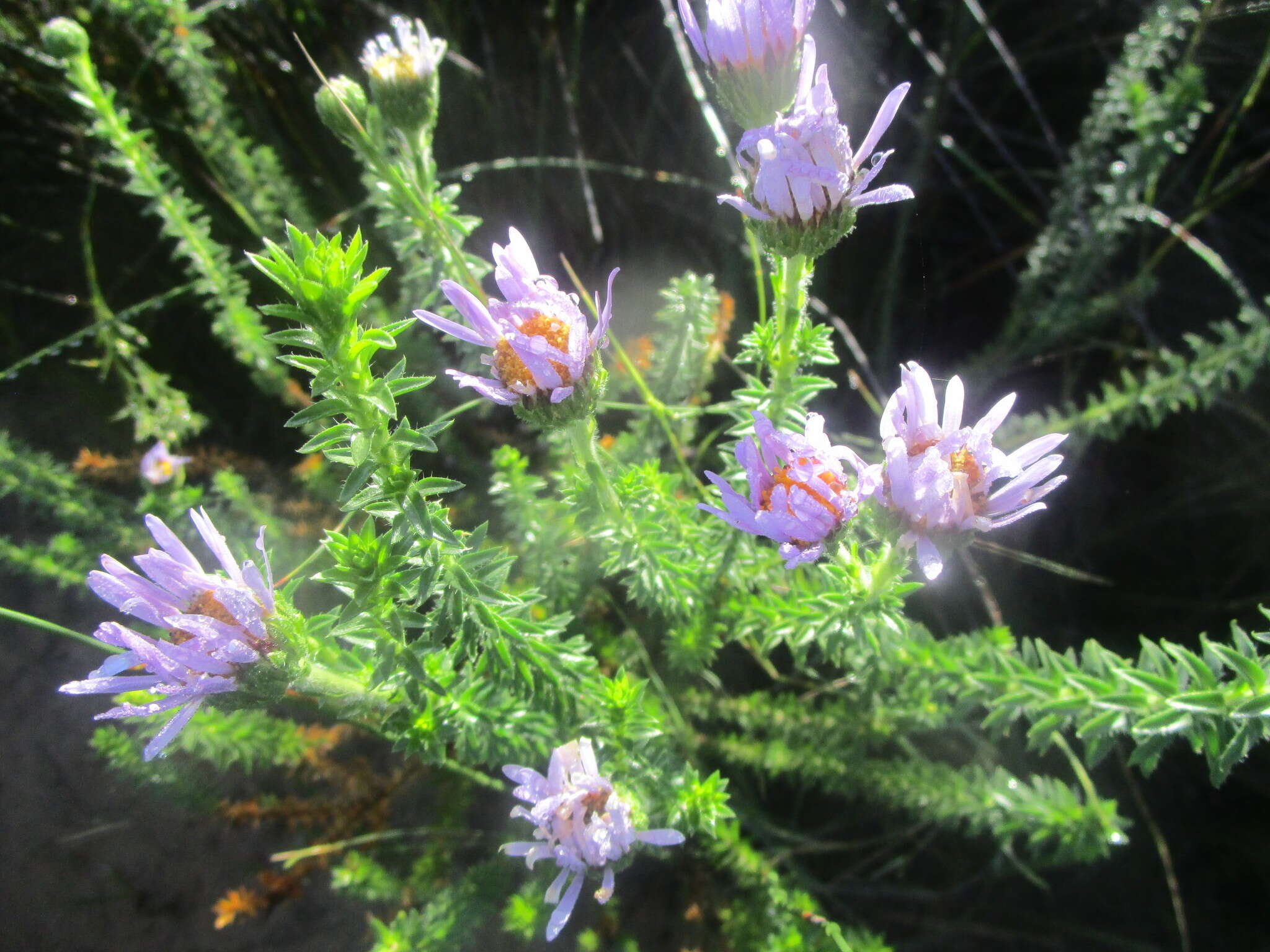 Image of Dune daisy