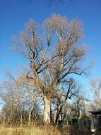 Image of Black Poplar