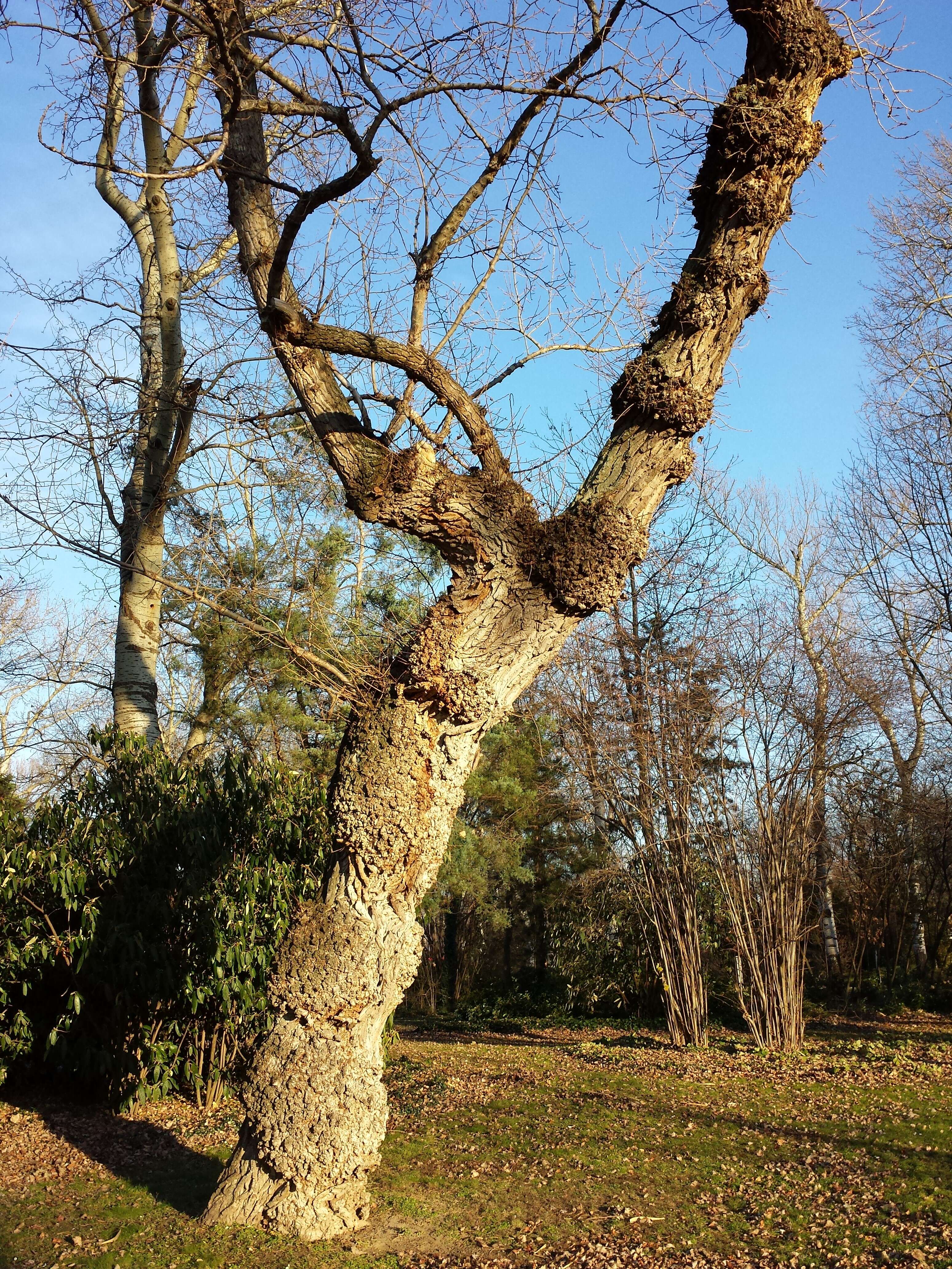 Image of Black Poplar