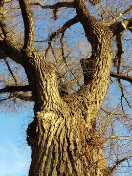 Image of Black Poplar