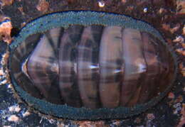 Image of blue green chiton