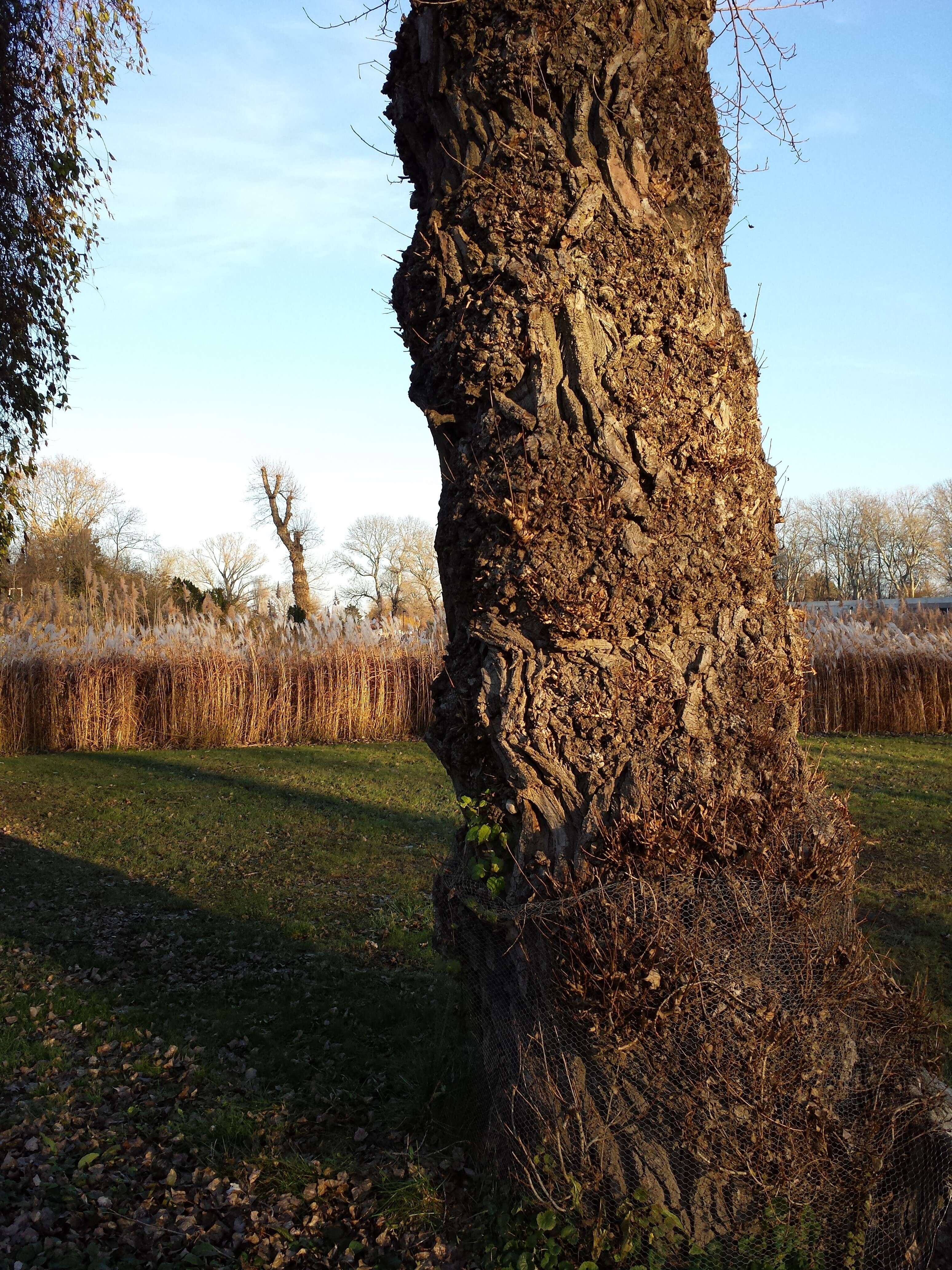 Image of Black Poplar