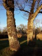 Image of Black Poplar