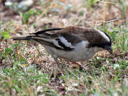 Image of sparrow-weaver