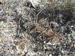 Image of Schott's Prickly-pear Cactus