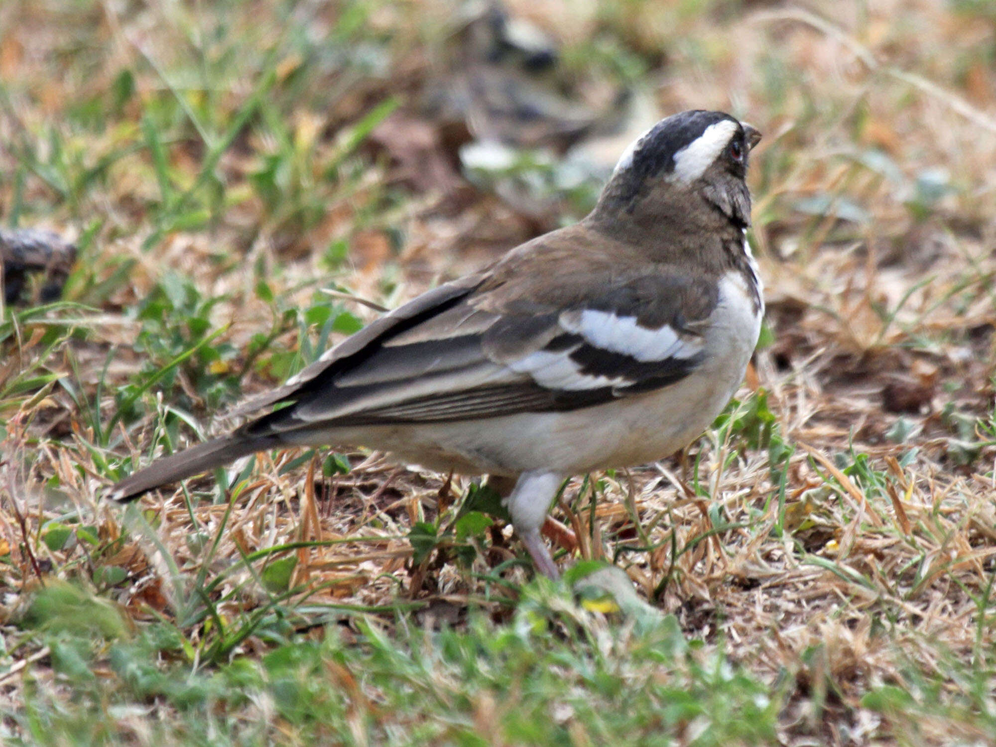 Image of sparrow-weaver