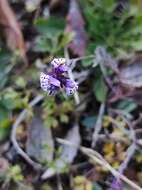 Plancia ëd Linaria amethystea subsp. amethystea