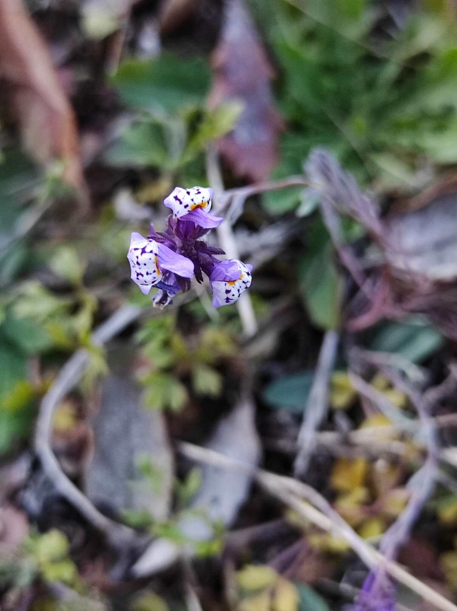 Plancia ëd Linaria amethystea subsp. amethystea