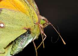 Image of clouded yellow