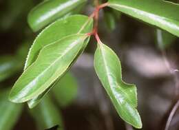 Image of Black Haw Viburnum