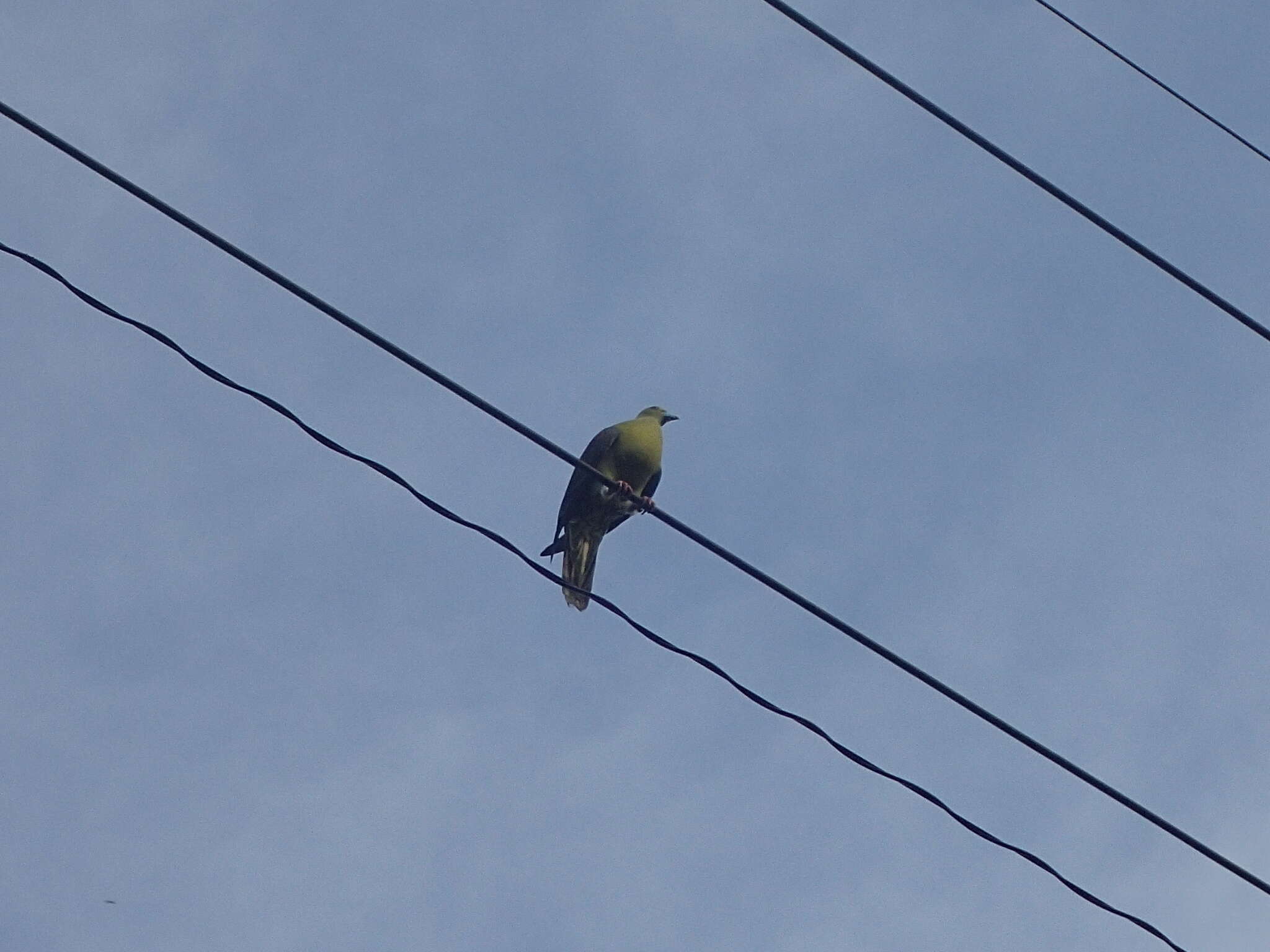 Image of Taiwan Green-pigeon