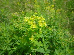 Image of Hairy Spurge