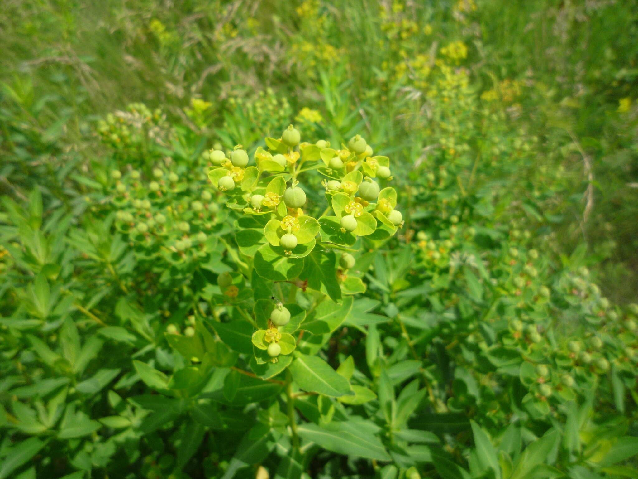 Image of Hairy Spurge