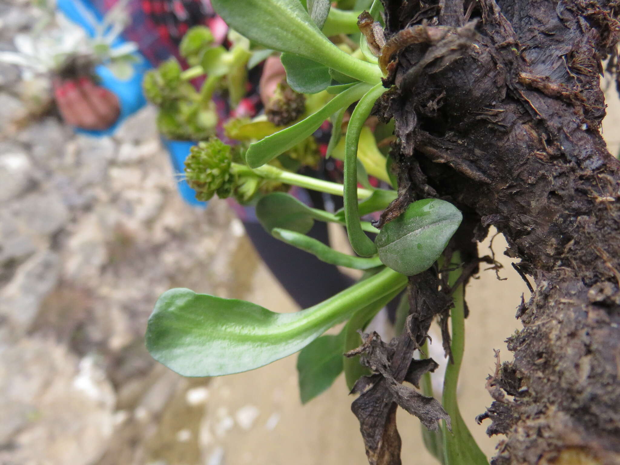 Image of Valeriana nivalis Wedd.