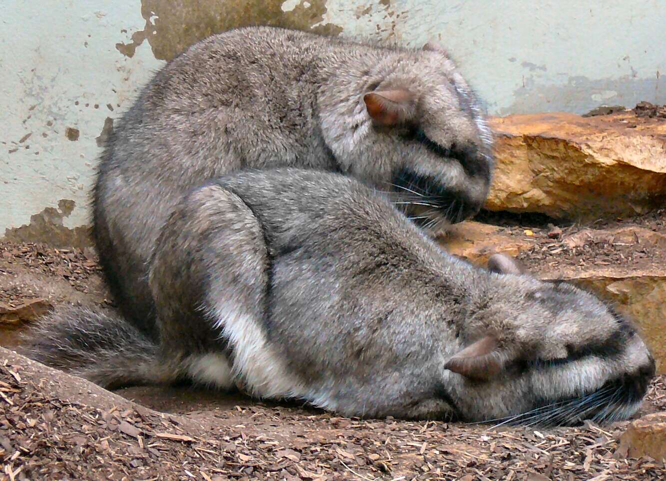 Image of chinchillas and viscachas