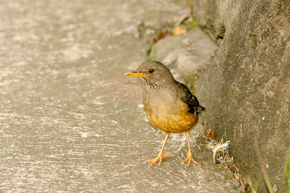 Image of Turdus olivaceus pondoensis Reichenow 1917