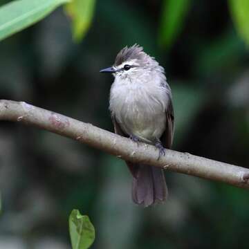 Ochthornis Sclater & PL 1888的圖片