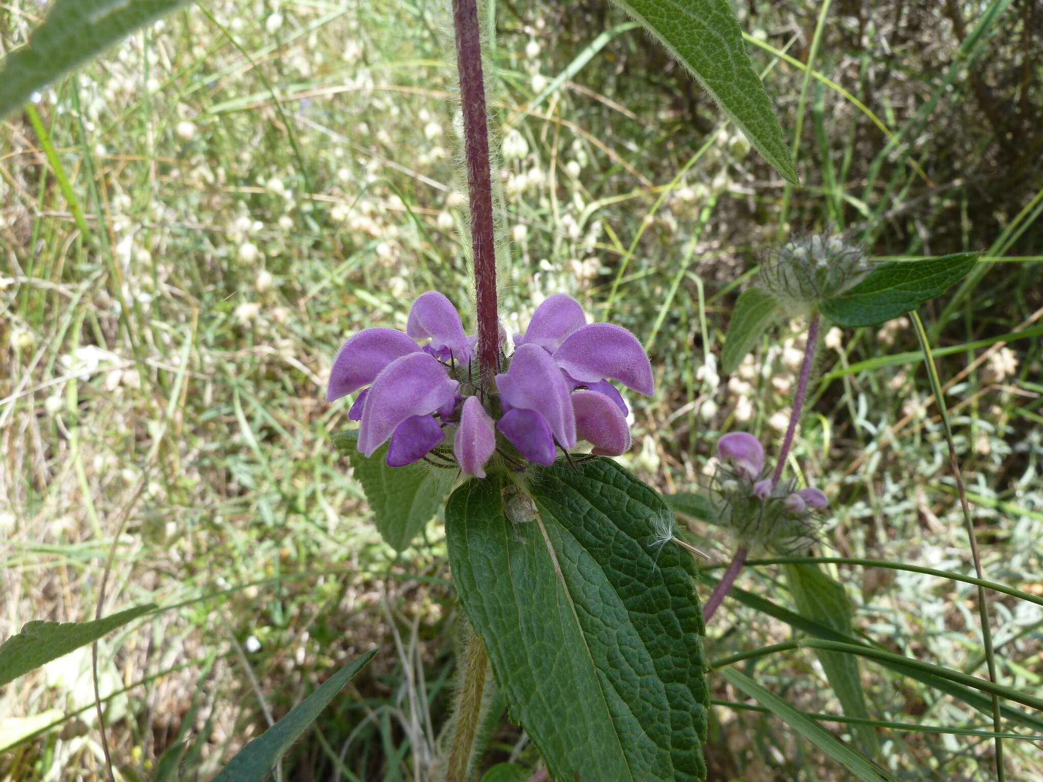 Image of Phlomis herba-venti L.