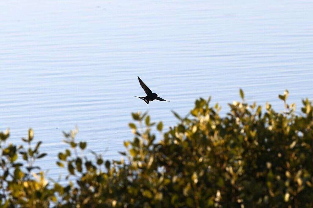 Hirundo neoxena neoxena Gould 1842的圖片