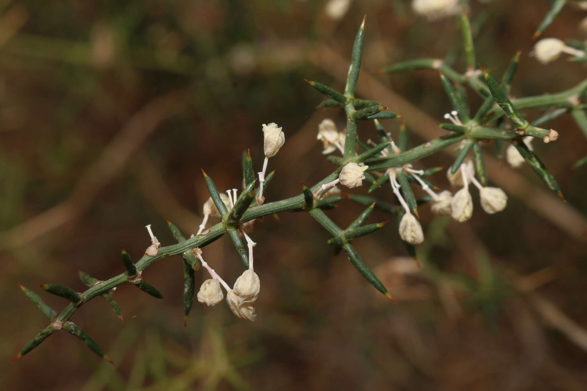 Image of Asparagus aphyllus subsp. orientalis (Baker) P. H. Davis