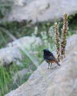 Image of Black Redstart