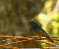 Image of Black Redstart