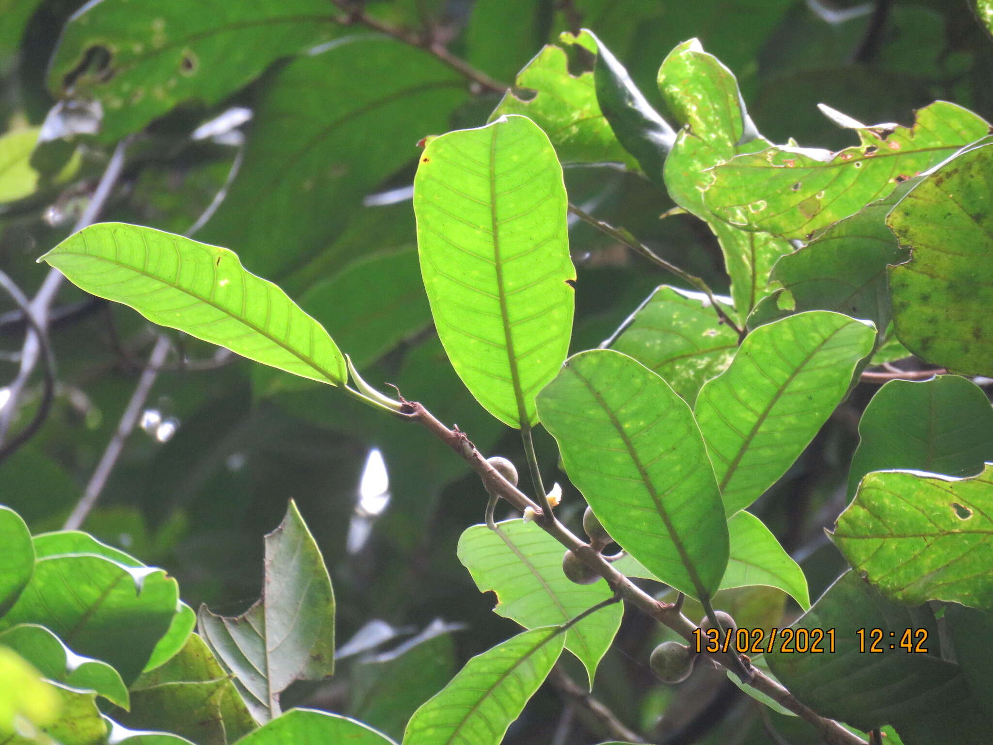 Image of Ficus globosa Bl.