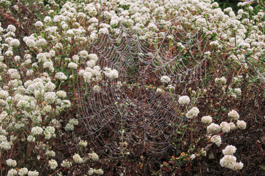 Image of seaside buckwheat