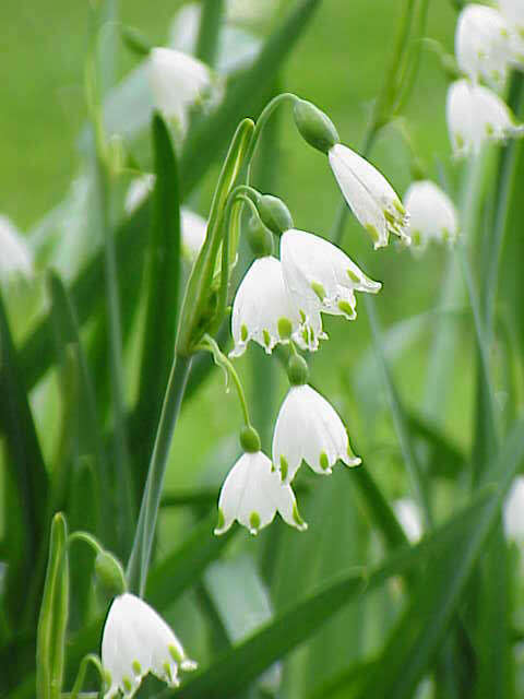 Image of Loddon lily