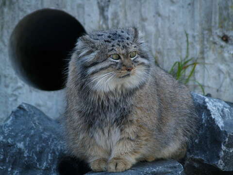 Image of Pallas’s cat