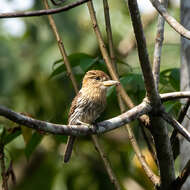 Image of Eastern Striolated Puffbird