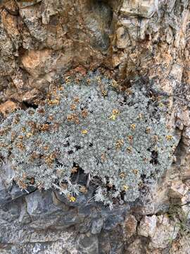 Image of Helichrysum galpinii N. E. Brown