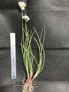 Image of Allium tuvinicum (N. Friesen) N. Friesen