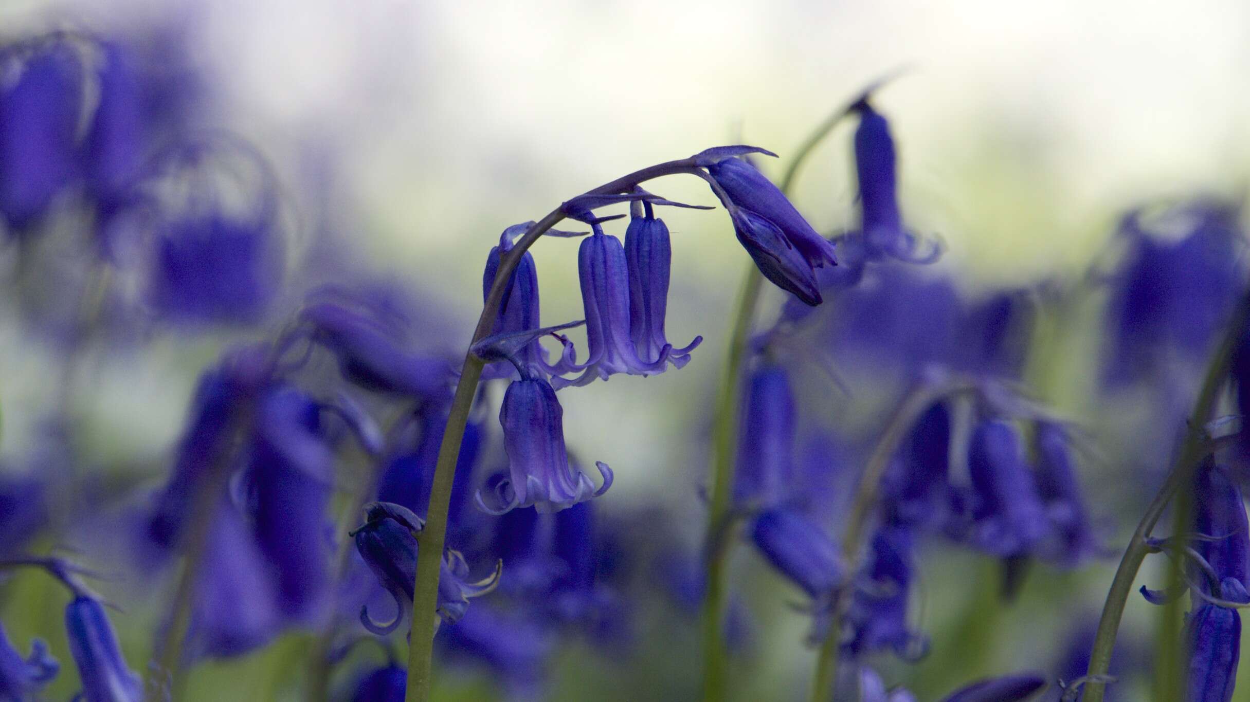 Image of Common Bluebell